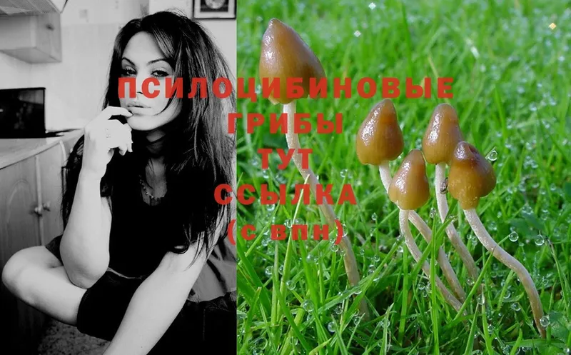 OMG как зайти  Карабулак  Псилоцибиновые грибы Psilocybe 